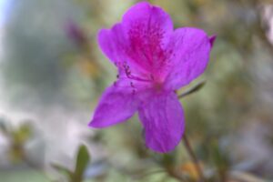 Concorso "Sguardi botanici" - Autore: Luca Bocchio