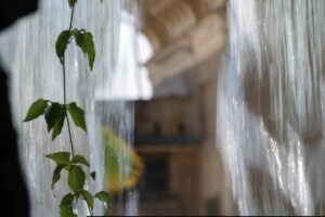 Concorso "Sguardi botanici" - Autore: Roberta Cosso