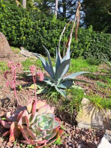Concorso "Sguardi botanici" - Autore: Elena Currò