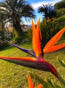 Concorso "Sguardi botanici" - Autore: Michela Di Cara