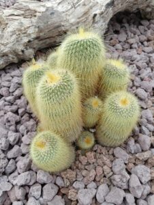 Concorso "Sguardi botanici" - Autore: Roberta Ita