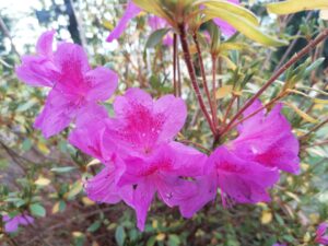 Concorso "Sguardi botanici" - Autore: Noemi Mescalchin